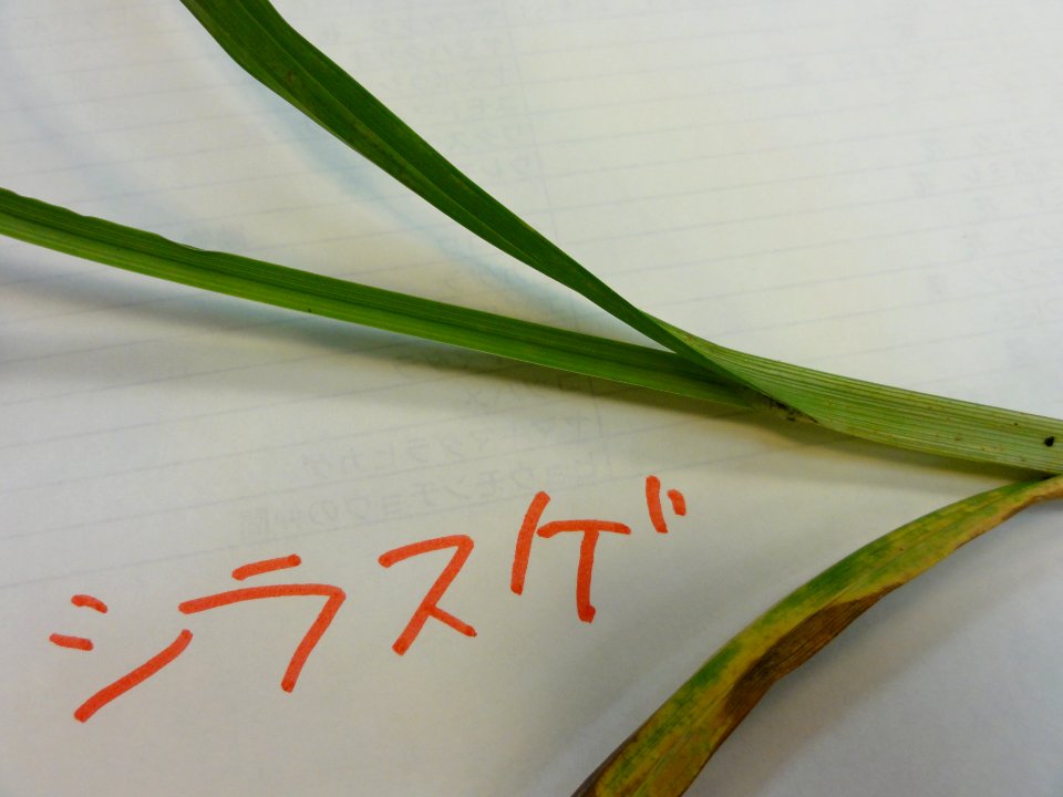 シラスゲ[Carex alopecuroides var. chlorostachya]-葉付け根