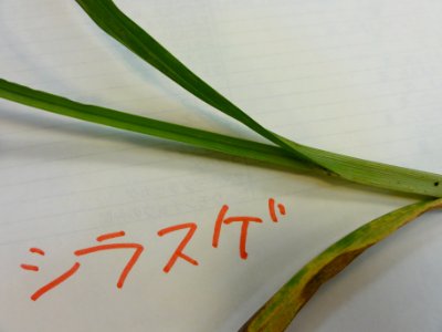 シラスゲ[Carex alopecuroides var. chlorostachya]-葉付け根