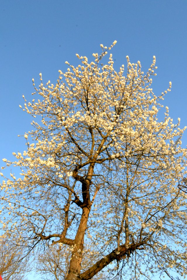 cherry blossoms