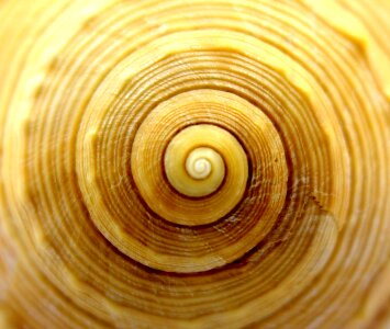 Spiral sea the clams