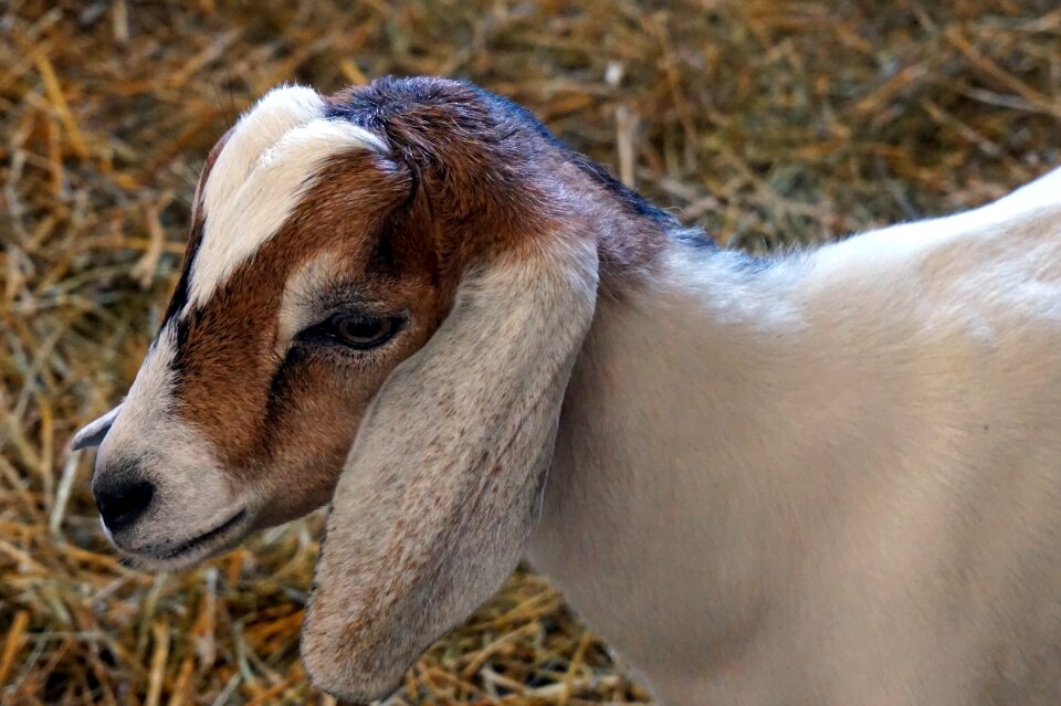 Farm animal livestock
