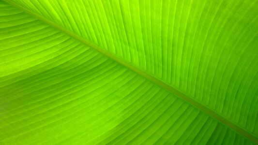 Pattern background nature