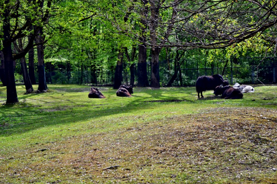 zoological garden