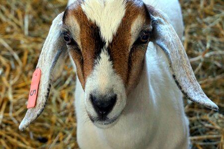 Farm animal livestock