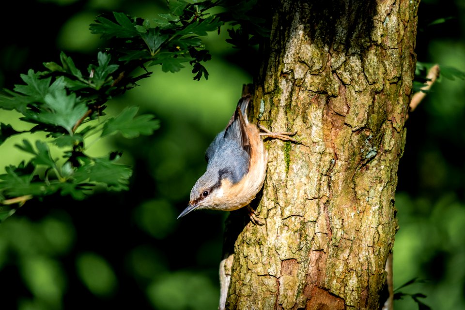 Birdy photo