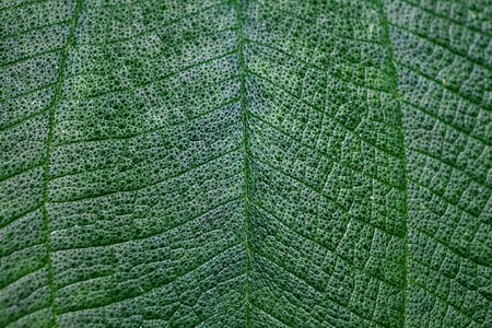 Texture light green light