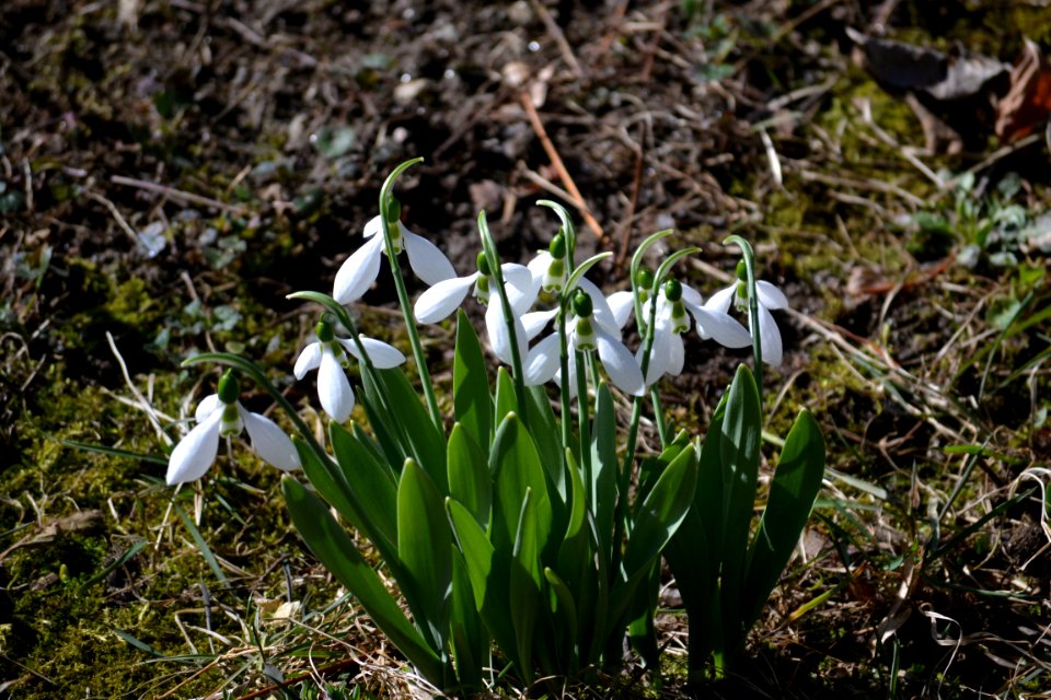 snowdrop