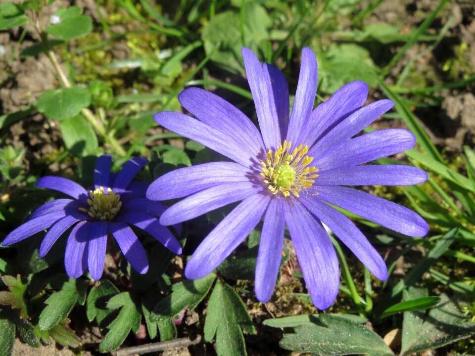 Winter windflower flora wildflower