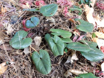タマノカンアオイ[多摩の寒葵][Asarum tamaense]