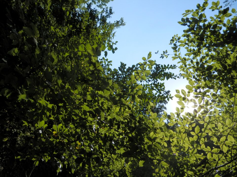 Green woods sun