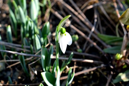snowdrops