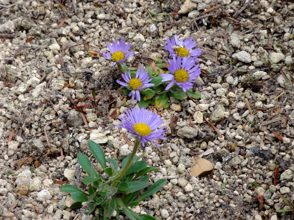 ミヤマアズマギク[深山東菊][Erigeron thunbergii subsp. glabratus]