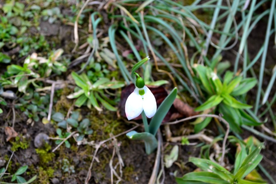Snowdrops in February