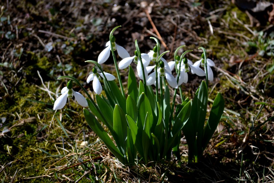 snowdrop