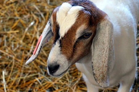 Animal livestock goat photo