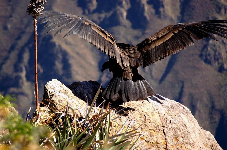 Freedom departure gorges