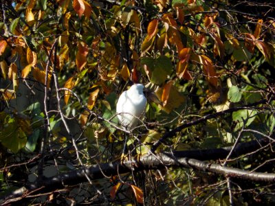 コサギ [小鷺] [Little egret][Egretta garzetta]