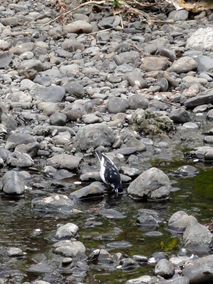 ハクセキレイ [白鶺鴒] [Japanese Pied Wagtail] [Motacilla alba lugens]