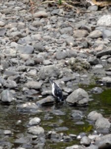 ハクセキレイ [白鶺鴒] [Japanese Pied Wagtail] [Motacilla alba lugens]