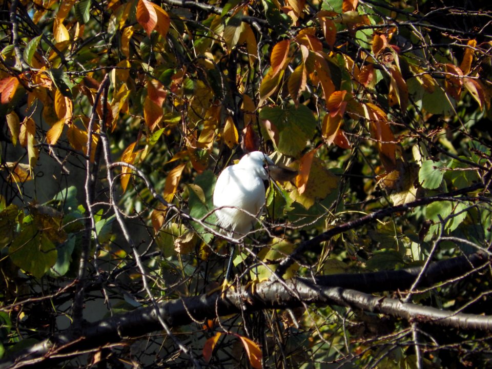 コサギ [小鷺] [Little egret][Egretta garzetta]
