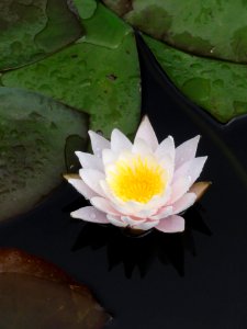 ヒツジグサ[未草][Nymphaea tetragona]-花 photo