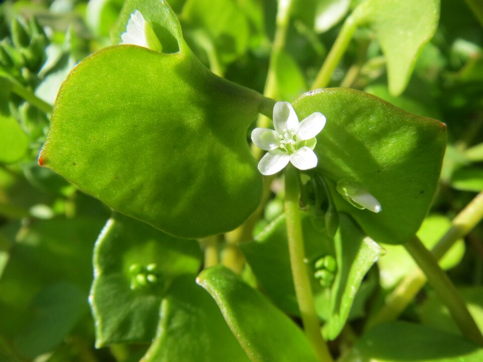 Winter purslane miner's lettuce wildflower