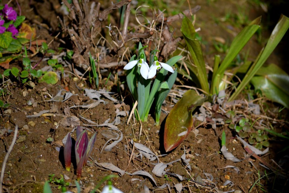 snowdrop