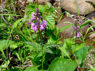 キタヨツバシオガマ[北四葉塩竈][Pedicularis hokkaidoensis]