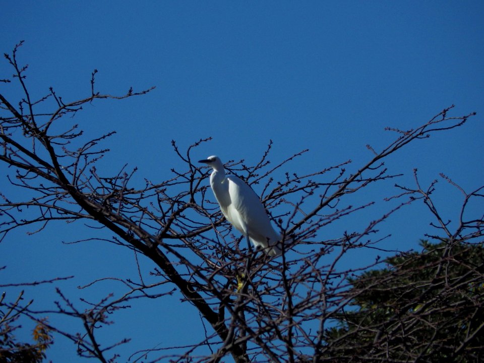 コサギ [小鷺] [Little egret][Egretta garzetta]