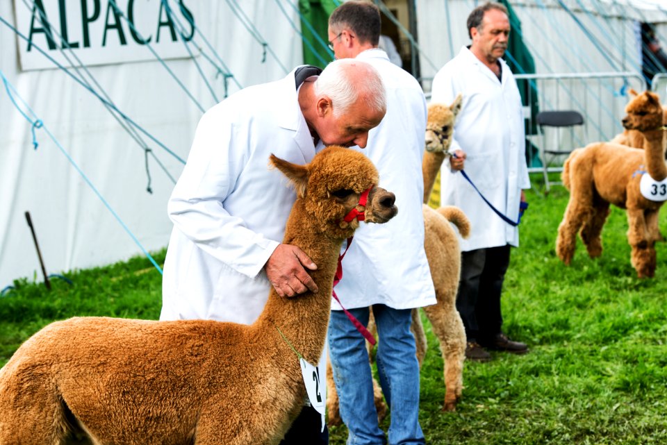 "Alpaca" | Scenes from Westmorland County Show - No.6