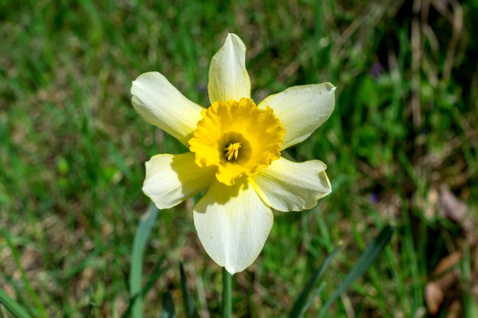 daffodils
