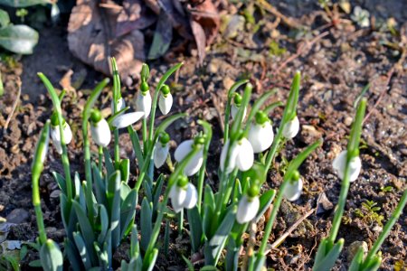 snowdrops