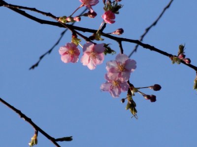 カワヅザクラ[河津桜][Cerasus lannesiana Carrière, 1872 'Kawazu-zakura']-花