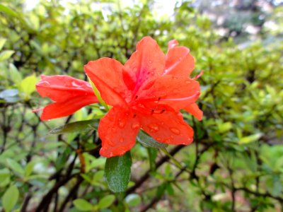 ヤマツツジ[Rhododendron kaempferi]-花 photo