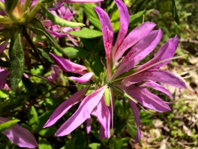 モチツツジ - 花車 [黐躑躅] [Rhododendron macrosepalum]