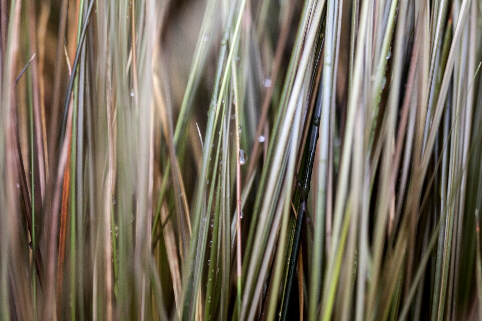 Dew autumn outdoor