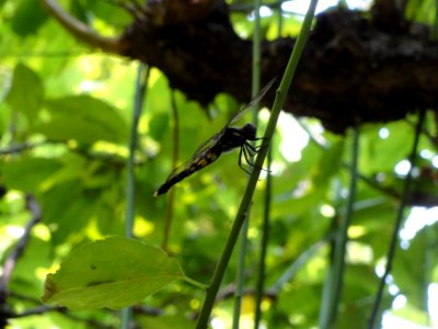 コシアキトンボ [腰空蜻蛉] [Pseudothemis zonata]