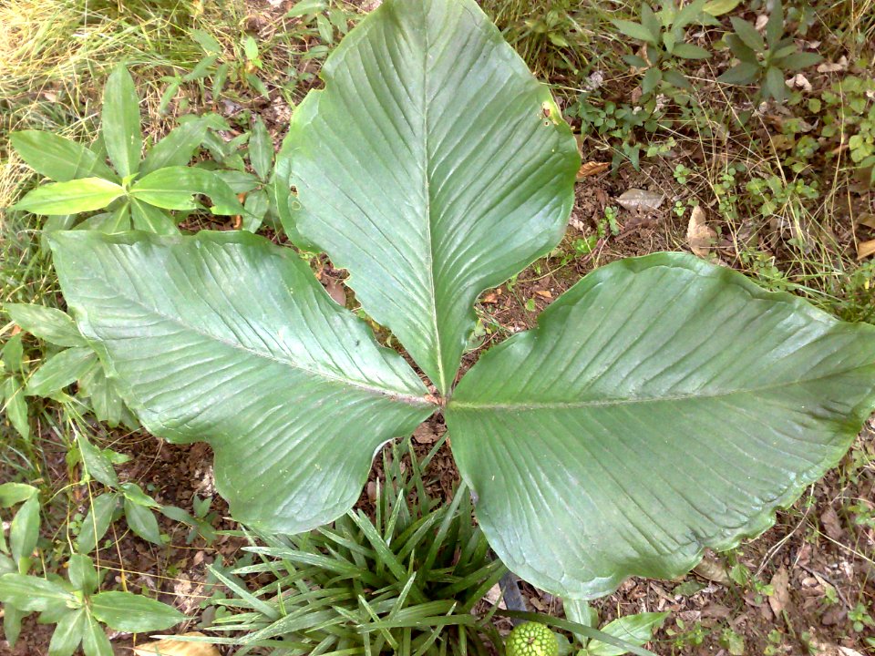 ムサシアブミ[武蔵鐙][Arisaema ringens (Thunb.) Schott]-葉