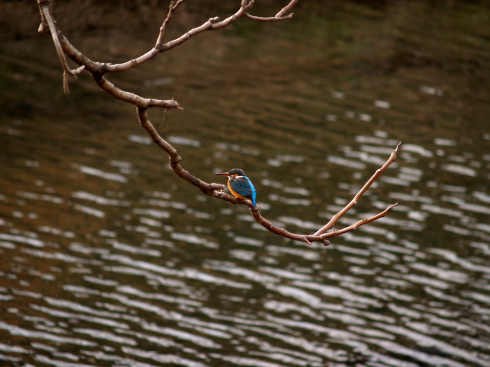 カワセミ [川蝉] [Common Kingfisher] [Alcedo atthis]