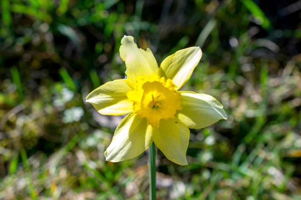 daffodils