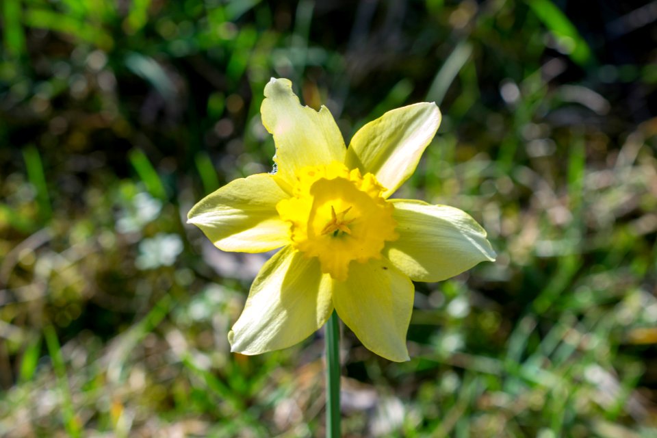 daffodils photo