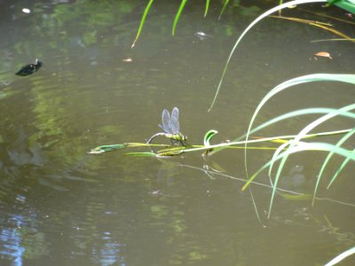 クロスジギンヤンマ [黒条銀蜻蜒] [Anax nigrofasciatus nigrofasciatus]
