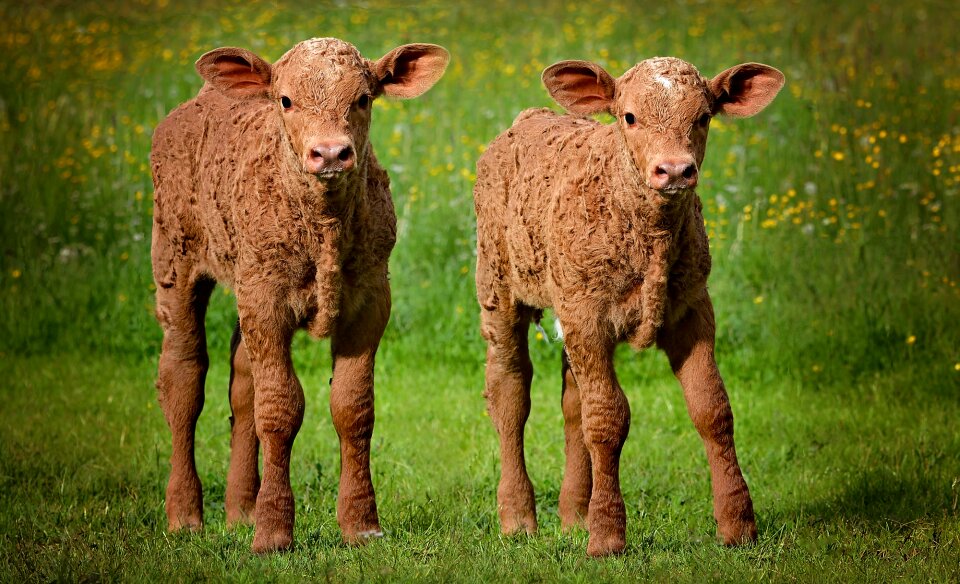 Beef cattle livestock