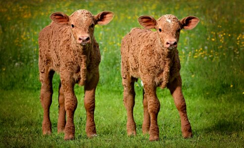 Beef cattle livestock photo