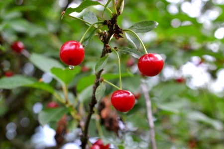 sour cherries