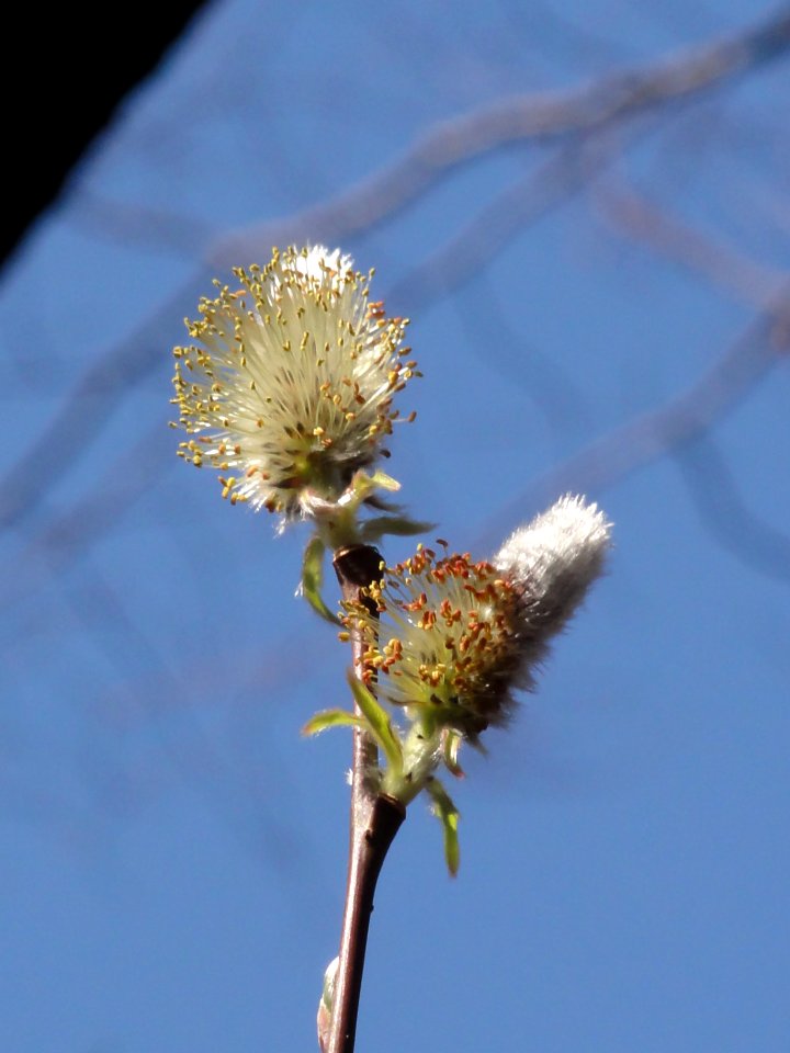 オオネコヤナギ[Bothriospermum tenellum][Bothriospermum tenellum]