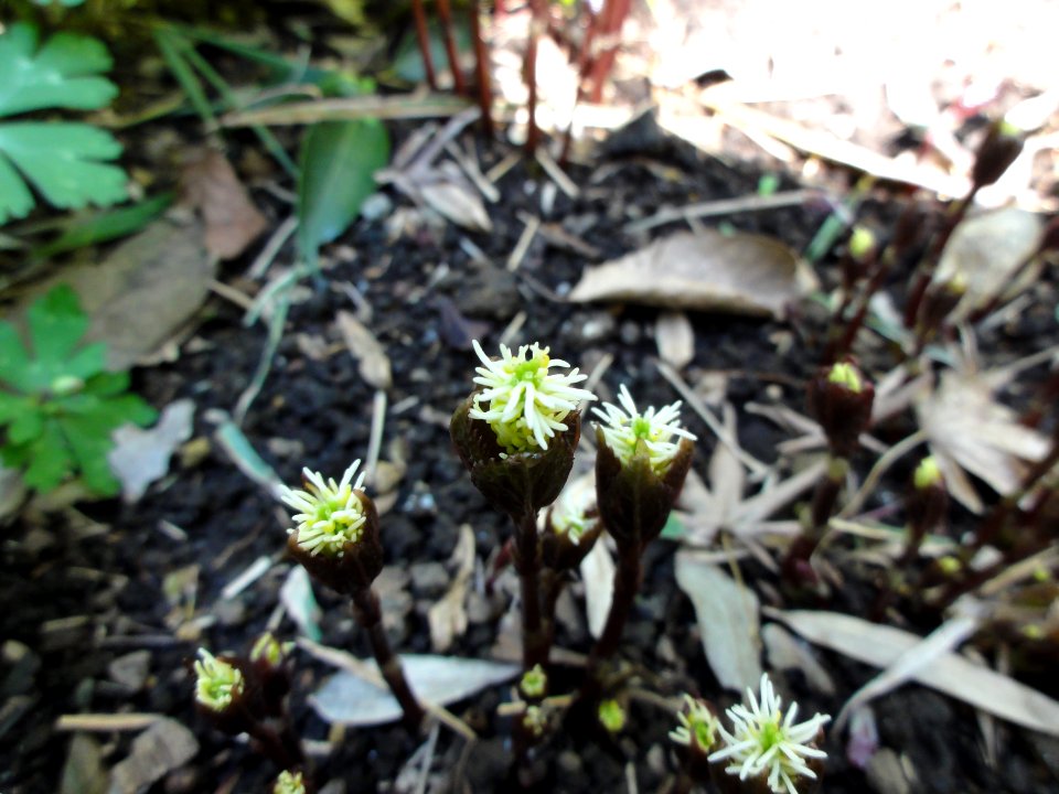 ヒトリシズカ[一人静][Chloranthus japonicus]