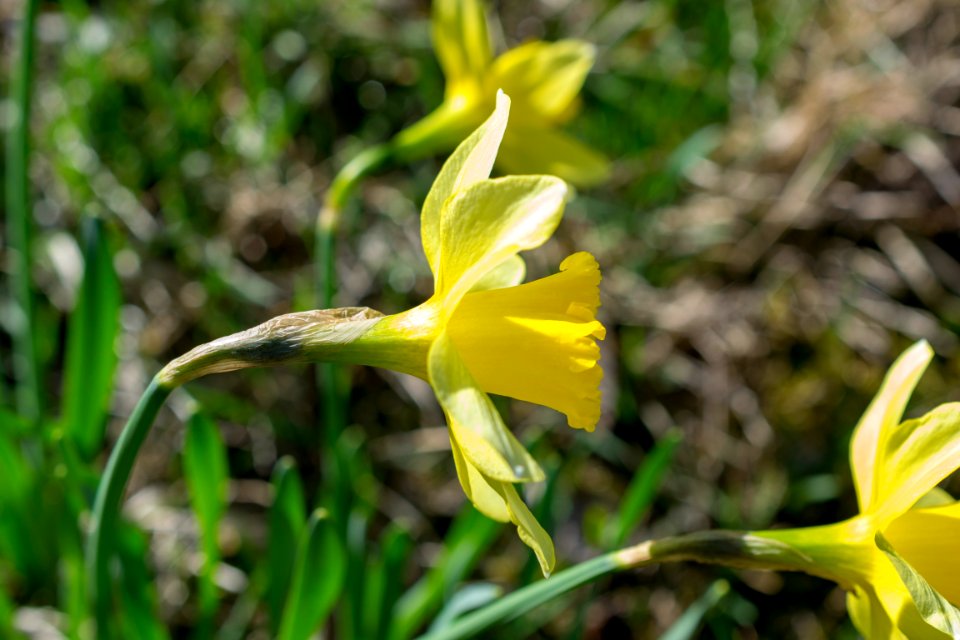 daffodils