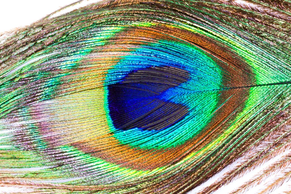 Peacock pavo cristatus bird feather
