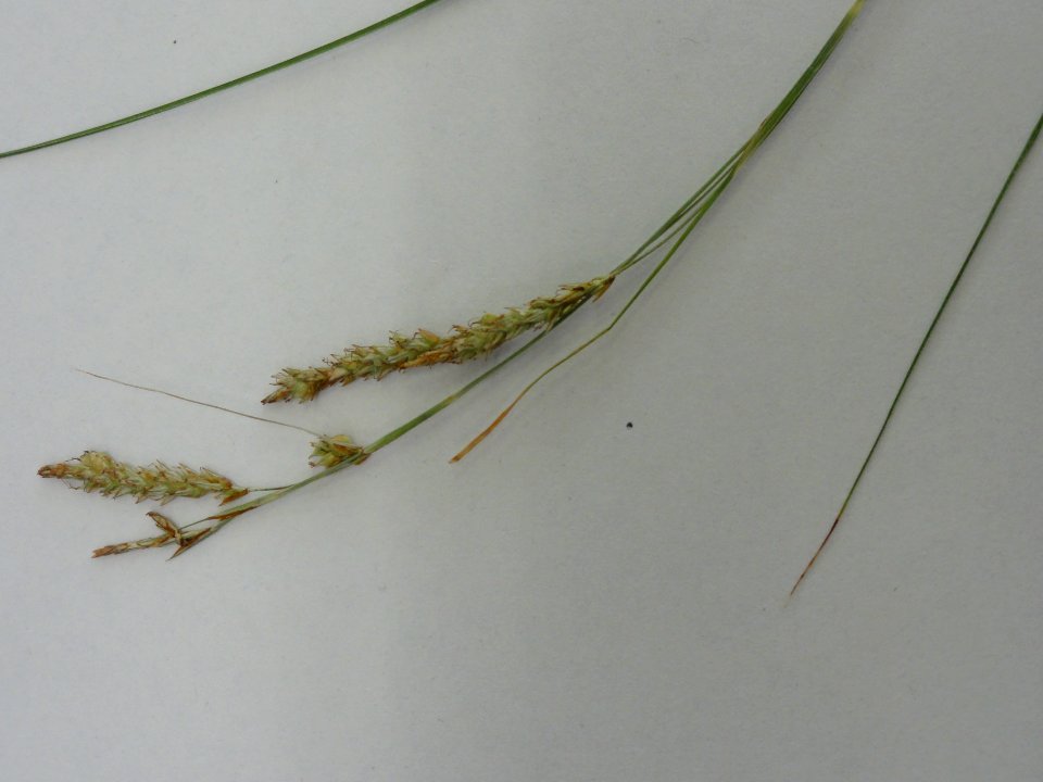 ナキリスゲ[菜切り菅][Carex lenta D.Don ex Spreng.]-花02
